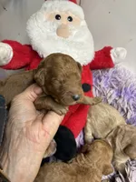 Christmas Joey, a male Goldendoodle for sale in Concordia, KS – 4 of 7