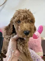 Pebbles , a female Goldendoodle for sale in Concordia, KS – 2 of 5