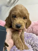 Ozzie , a male Goldendoodle for sale in Concordia, KS – 2 of 5