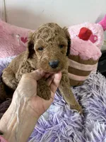Gigi, a female Goldendoodle for sale in Concordia, KS – 2 of 8