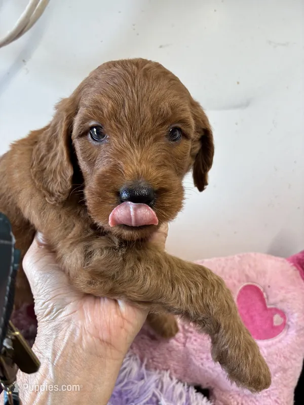 Archie – Goldendoodle puppy for sale in Concordia, KS