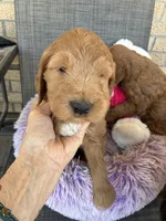 Roger, a male Goldendoodle for sale in Concordia, KS – Photo 3 of 5
