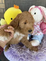 Oliver , a male Goldendoodle for sale in Concordia, KS – Photo 3 of 5