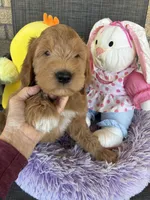 Oliver , a male Goldendoodle for sale in Concordia, KS – Photo 1 of 5