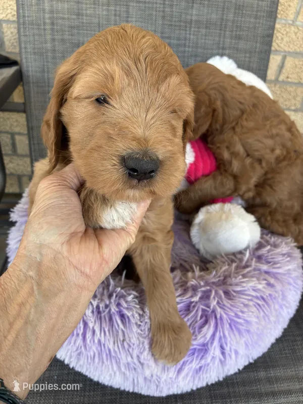 Roger – Goldendoodle puppy for sale in Concordia, KS