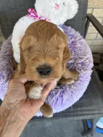 Opie, a male Goldendoodle for sale in Concordia, KS – Photo 6 of 8