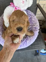 Opie, a male Goldendoodle for sale in Concordia, KS – Photo 7 of 8