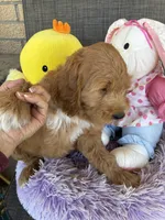 Oliver , a male Goldendoodle for sale in Concordia, KS – Photo 4 of 5