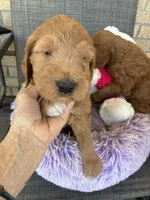 Roger, a male Goldendoodle for sale in Concordia, KS – Photo 4 of 5