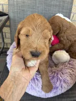 Roger, a male Goldendoodle for sale in Concordia, KS – Photo 2 of 5