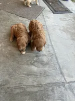 Roger, a male Goldendoodle for sale in Concordia, KS – Photo 5 of 5