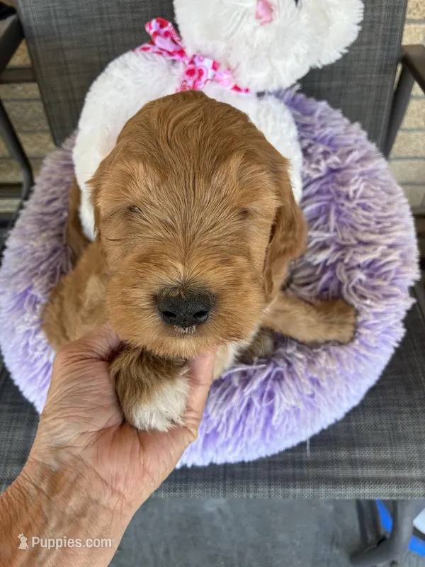 Easter Opie – Goldendoodle puppy for sale in Concordia, KS