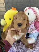 Oliver , a male Goldendoodle for sale in Concordia, KS – Photo 2 of 5