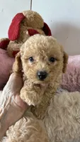 Nemo, a male Poodle - Toy  for sale in Concordia, KS – 3 of 4