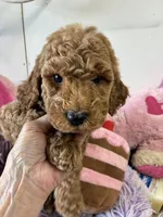 Pebbles , a female Goldendoodle for sale in Concordia, KS – 5 of 5