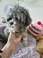 Muffin , a female Shihpoo for sale in Concordia, KS – 6 of 6