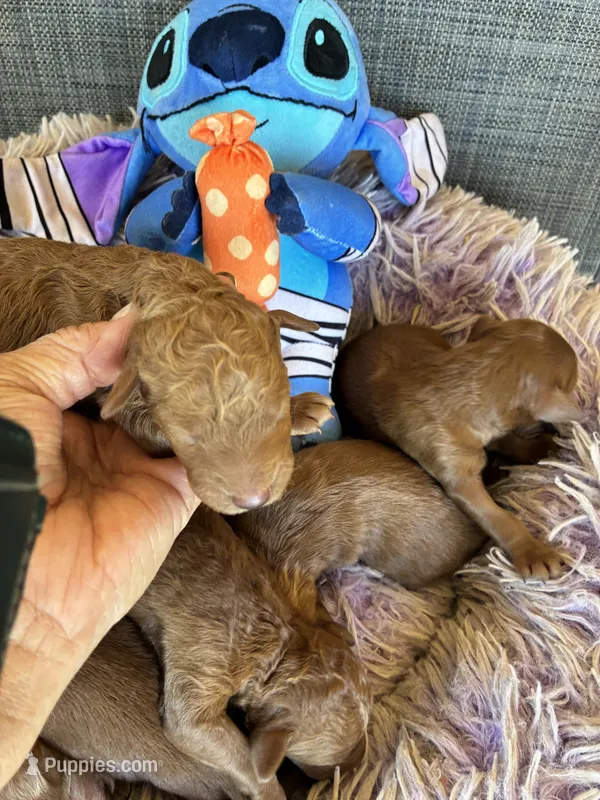 Nov Boy – Goldendoodle puppy for sale in Concordia, KS