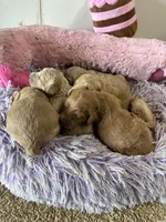 Pumpkin , a female Goldendoodle for sale in Concordia, KS – 3 of 4