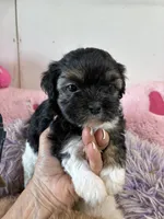 Candy , a female Shihpoo for sale in Concordia, KS – 3 of 6