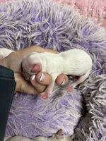 Snowball , a male Peekapoo for sale in Concordia, KS – 6 of 6