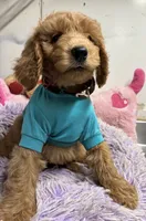 Rudy, a male Goldendoodle for sale in Concordia, KS – 3 of 4