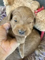 Daisy , a female Goldendoodle for sale in Concordia, KS – 2 of 2