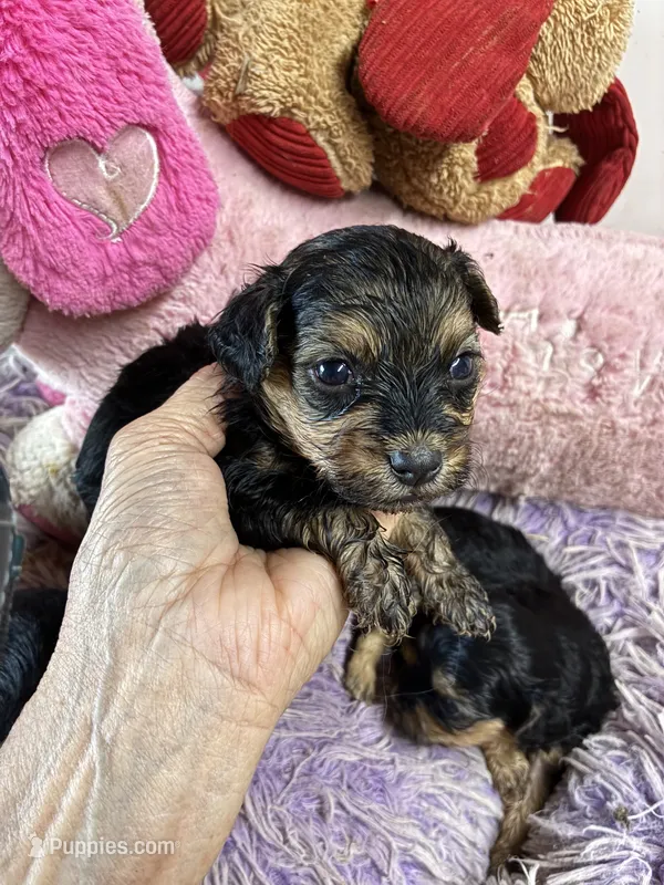 Ariel – Yorkipoo puppy for sale in Concordia, KS