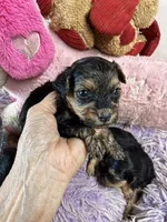 Angel , a female Shihpoo for sale in Concordia, KS – 1 of 4
