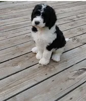 Skittles, a male Goldendoodle for sale in Concordia, KS – Photo 4 of 5