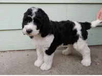 Skittles, a male Goldendoodle for sale in Concordia, KS – Photo 5 of 5