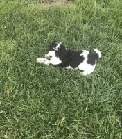 Skittles, a male Goldendoodle for sale in Concordia, KS – Photo 2 of 5