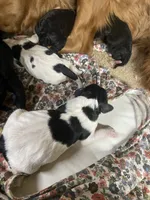 Skittles, a male Goldendoodle for sale in Concordia, KS – Photo 3 of 5