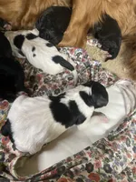 Skittles, a male Goldendoodle for sale in Concordia, KS – Photo 1 of 5