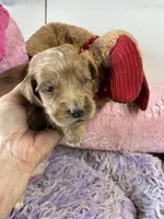 Archie , a male Goldendoodle for sale in Concordia, KS – 4 of 6