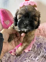 Muffin , a male Shihpoo for sale in Concordia, KS – 4 of 7