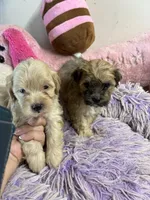 Lilly , a female Shihpoo for sale in Concordia, KS – 8 of 8