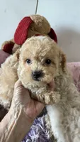 Nemo, a male Poodle - Toy  for sale in Concordia, KS – 4 of 4