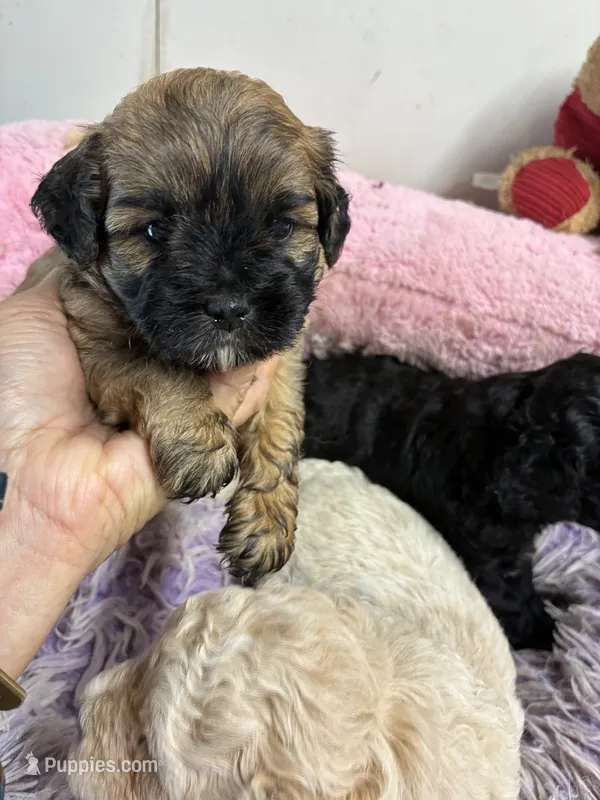 Candy – Shihpoo puppy for sale in Concordia, KS