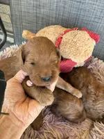 Colby, a male Goldendoodle for sale in Concordia, KS – 7 of 7