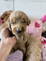 Maverick , a male Goldendoodle for sale in Concordia, KS – 3 of 6