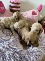 Goldilocks , a female Goldendoodle for sale in Concordia, KS – 4 of 4