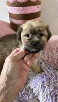 Snickerdoodle , a female Shihpoo for sale in Concordia, KS – 2 of 9