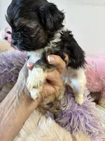 Kitty, a female Shihpoo for sale in Concordia, KS – 5 of 7