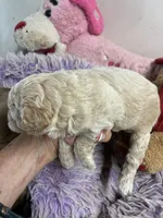 Benjy, a male Shihpoo for sale in Concordia, KS – 5 of 8