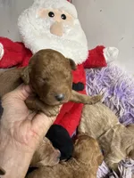 Christmas Joey, a male Goldendoodle for sale in Concordia, KS – 2 of 7