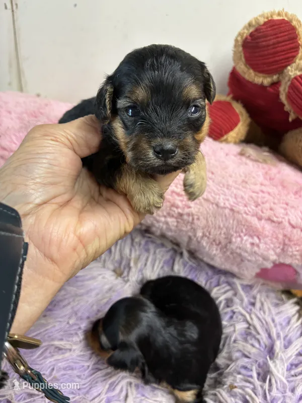 Ariel – Yorkipoo puppy for sale in Concordia, KS