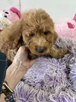 Goldilocks , a female Goldendoodle for sale in Concordia, KS – 2 of 3