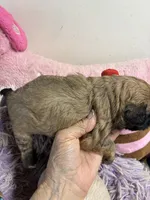 Candy, a male Shihpoo for sale in Concordia, KS – 4 of 4