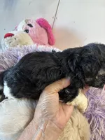 Kitty, a female Shihpoo for sale in Concordia, KS – 3 of 7