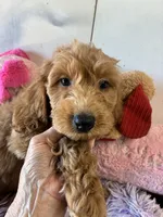 Ready To Go!  , a male Goldendoodle for sale in Concordia, KS – 2 of 2